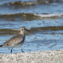 Black-bellied Plover-01