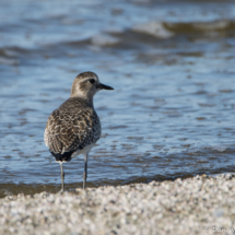 Black-bellied Plover-02