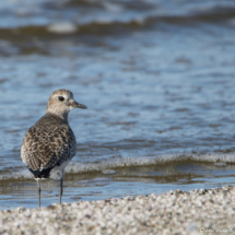 Black-bellied Plover-03