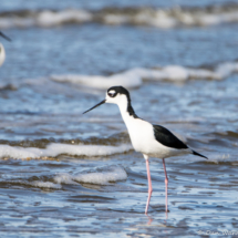 Black-necked Stilt-01