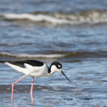 Black-necked Stilt-02