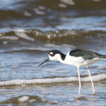 Black-necked Stilt-04