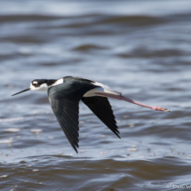 Black-necked Stilt in Flight-02