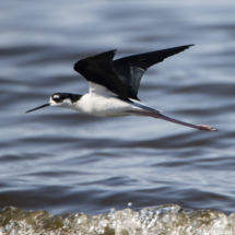 Black-necked Stilt in Flight-03