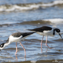 Black-necked Stilts-01