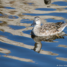 Blue-winged Teal-02