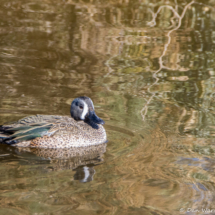 Blue-winged Teal-03