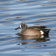 Blue-winged Teal-04