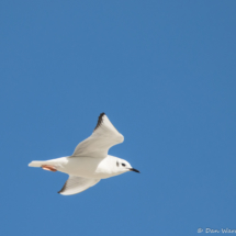 Bonaparte's Gull in Flight-01