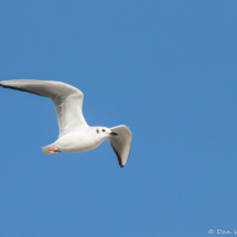 Bonaparte's Gull in Flight-02