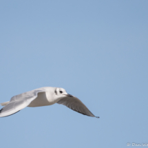 Bonaparte's Gull in Flight-04