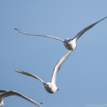 Bonapart's Gulls in Flight-01