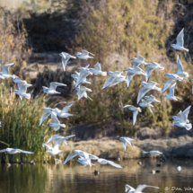 Bonapart's Gulls in Flight-02