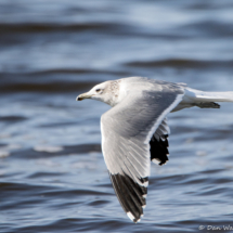 California Gull in Flight-01