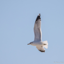 California Gull in Flight-02