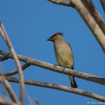 Cedar Waxwing-01