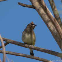 Cedar Waxwing-02