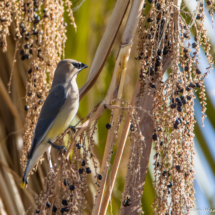 Cedar Waxwing-03