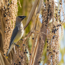 Cedar Waxwing-04