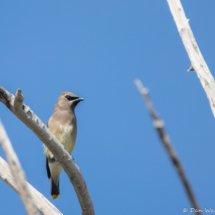 Cedar Waxwing-05