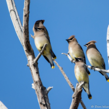 Cedar Waxwings-01