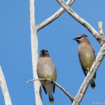 Cedar Waxwings-03