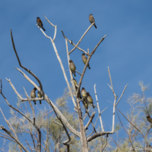 Cedar Waxwings & Bluebirds-01