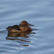 Cinnamon Teal-01