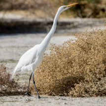 Great Egret-01