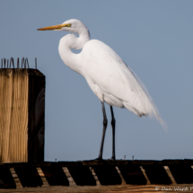 Great Egret-04