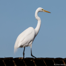 Great Egret-05