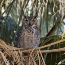 Great-horned Owl-01