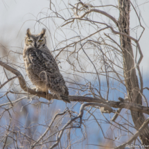 Great-horned Owl-02