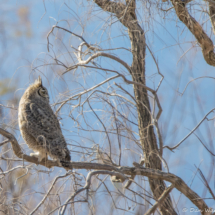 Great-horned Owl-03