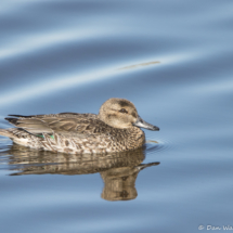 Green-winged Teal-02