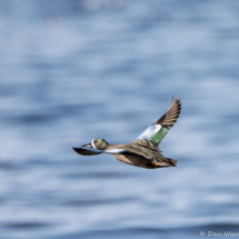 Green-winged Teal in Flight-01