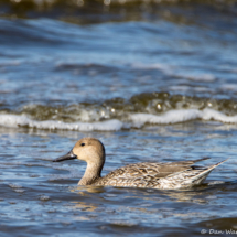 Northern Pintail-Female-01