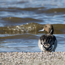 Northern Pintail-Male-01