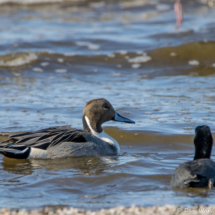 Northern Pintail-Male-02