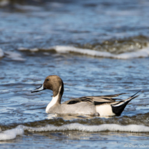 Northern Pintail-Male-03