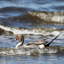 Northern Pintail-Male-04