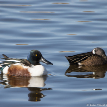 Northern Shoveler & Blue-winged Teal