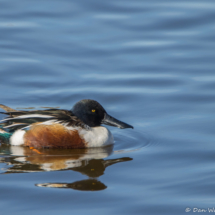 Northern Shoveler-Male-01