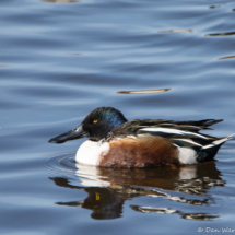 Northern Shoveler-Male-02