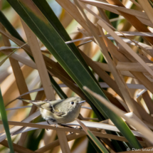 Ruby-crowned Kinglet-01