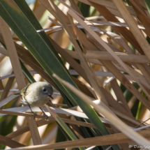 Ruby-crowned Kinglet-02