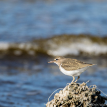 Spotted Sandpiper-01