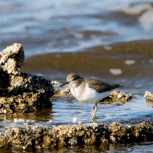 Spotted Sandpiper-02