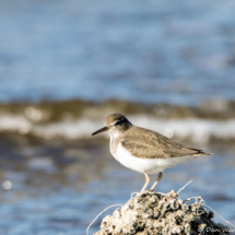 Spotted Sandpiper-03