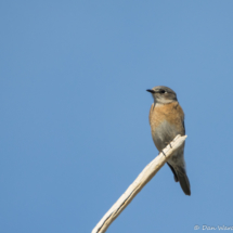 Western Bluebird-01